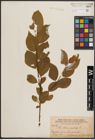 Foto von Salix caprea L.
